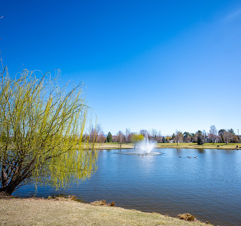 Kleiner park in Meridian. A tree in the foreground with waterfowl floating in a pond in the distance. A water fountain shoots up in the center. A bright blue sky day.
